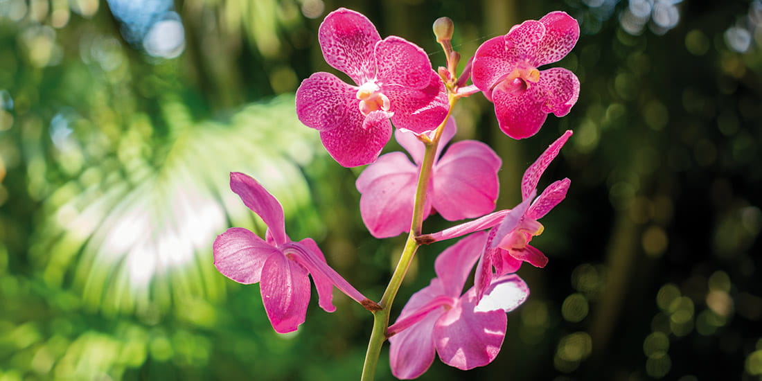 A flowering orchid